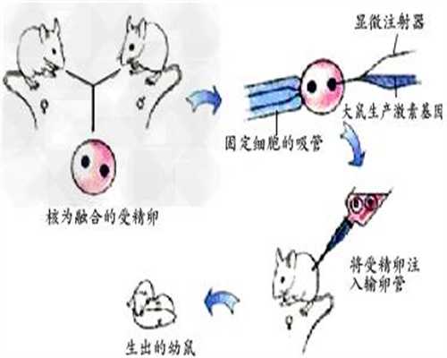 北京合法代孕机构_双胞胎的形成方式