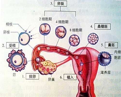 北京代孕条件~北京代孕哪里优惠~北京供卵生孩子需要多少钱