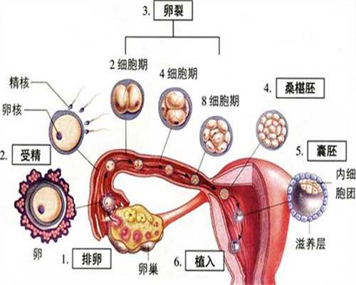 北京代孕产子_北京代孕医疗怎么样_北京做试管代孕对身体有伤害吗