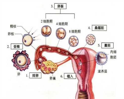 北京代孕集团_最大的中介北京代孕_北京代孕期间已经合法了吗