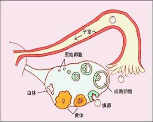 北京供卵代孕-北京哪里供卵试管-怀孕查出子宫肌瘤怎么办